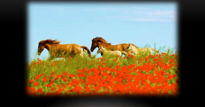 Ботайская культура всадников