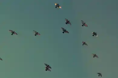 В Казахстане прошел траурный митинг-реквием, приуроченный 75-й годовщине Голодомора в Украине