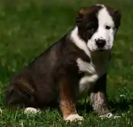 Спасение Тобета