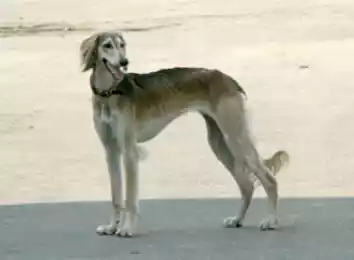 Собачье дело