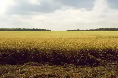 Про то, как отмечали Новый год 100 лет назад