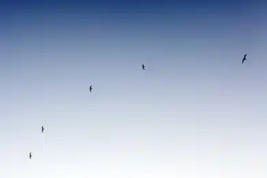 Бекмамбетов нашел замену Дяде Степе