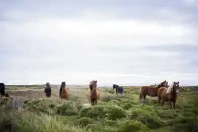 Накормить Китай