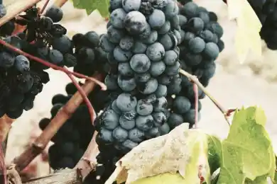 Основатель Discovery вернется на телеканал с новой передачей