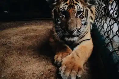 И нашим и вашим