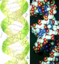 Расшифрована формула человеческого генома