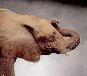 Лицо Великой старой партии