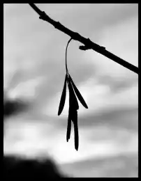 Последний круг чата