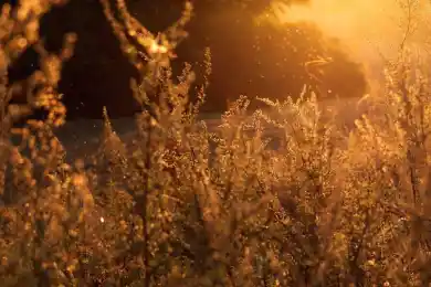 СНГ собираются скупить по дешевке