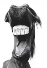 Лошадь улыбается