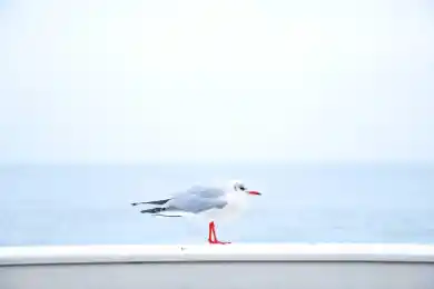 Кара от "Нур Отара"