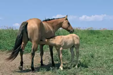 Эффект кумыса