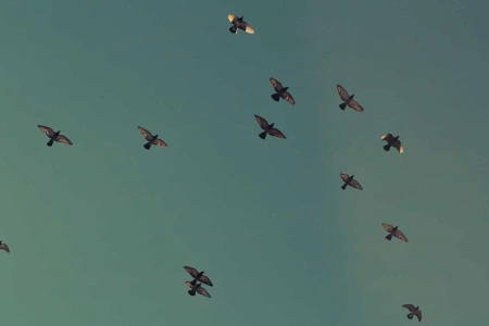 В Казахстане прошел траурный митинг-реквием, приуроченный 75-й годовщине Голодомора в Украине