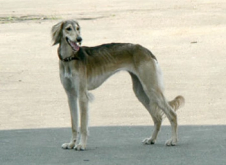 Собачье дело