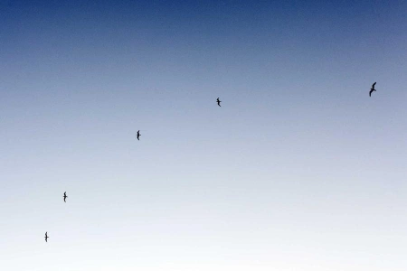 Бекмамбетов нашел замену Дяде Степе