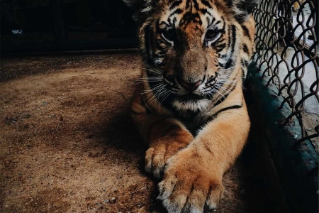 Discovery – step by… степь