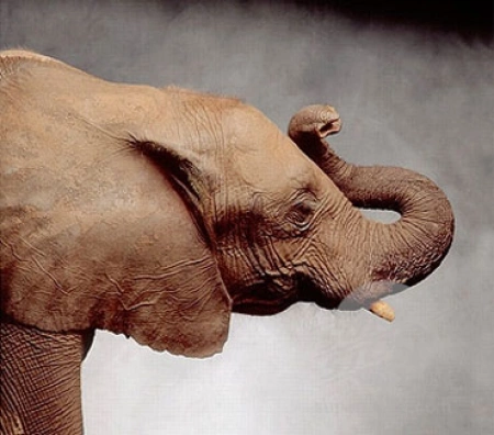 Лицо Великой старой партии