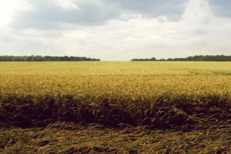 Google обвинили в подтасовке результатов поиска