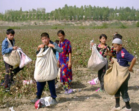 Узбекистан сокращает экспорт хлопка