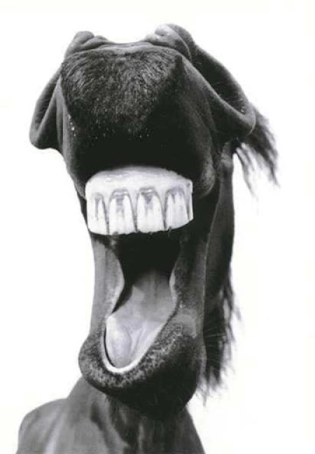 Лошадь улыбается